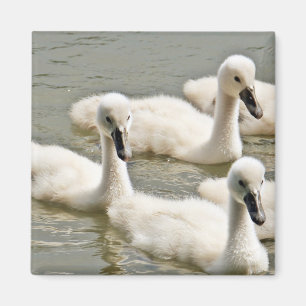 Swan Cygnets Swimming Magneet