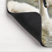 Swan Cygnets Swimming Muismat (Hoek)