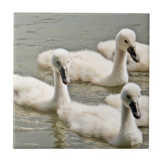 Swan Cygnets Swimming Tegeltje (Voorkant)