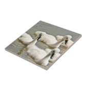 Swan Cygnets Swimming Tegeltje (Zijkant)