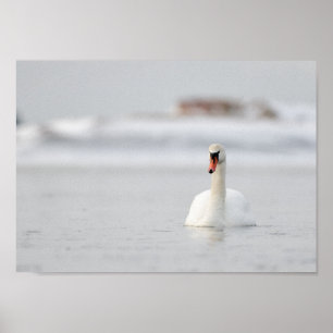 Swan dans une affiche de paysage marin gelé
