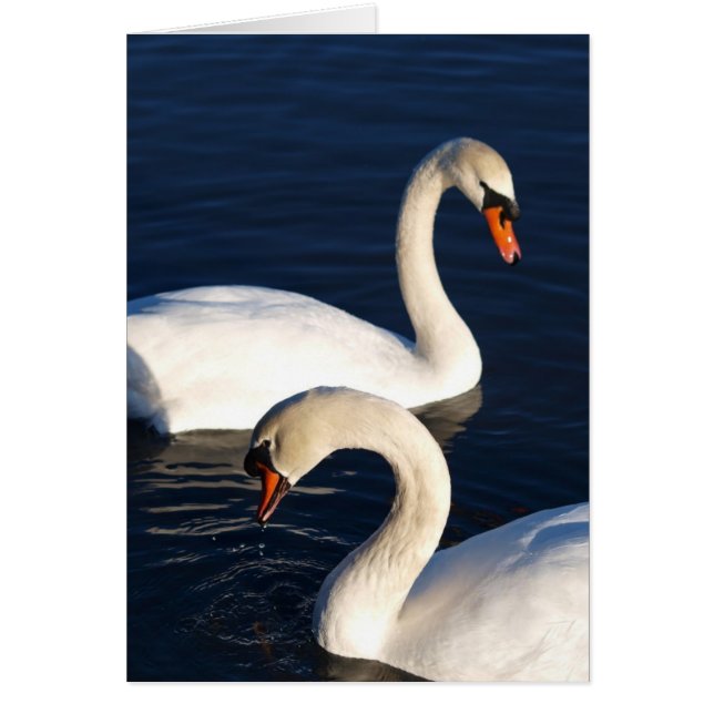 Swan Duet (Voorkant)