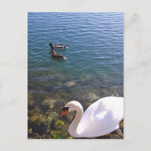 Swan en Ducks Social Distancing Briefkaart (Voorkant)