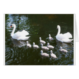 Swan-familie