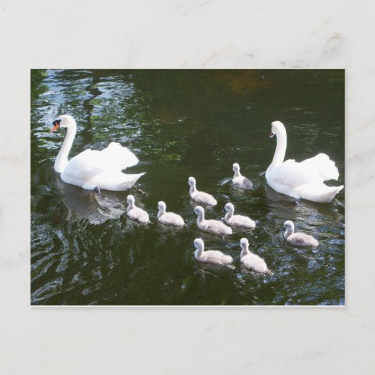 Swan-familie Briefkaart (Voorkant)