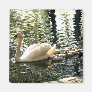 Swan Family 2 Inch Square Magnet Magneet