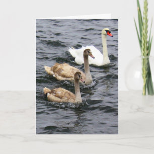 Swan Family - Happy Moederdag Kaart