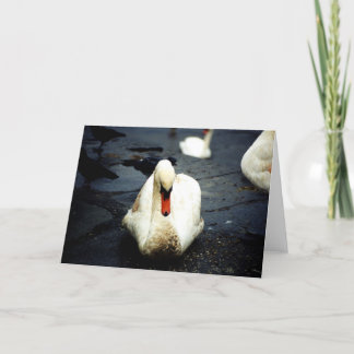 Swan – Galway, Ierland Kaart