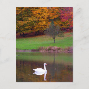 Swan in het najaar briefkaart