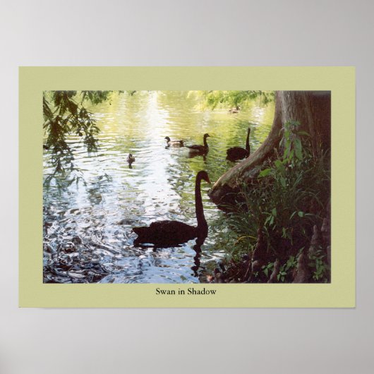 Swan in Shadow Poster (Voorkant)