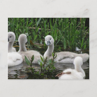 Swan in Wonder.jpg Briefkaart