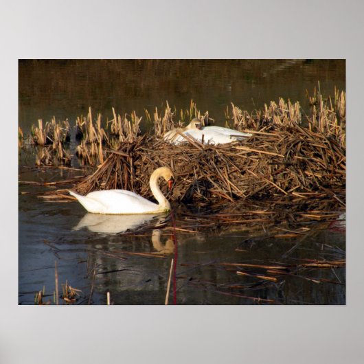 Swan kijkt over zijn Poster (Voorkant)