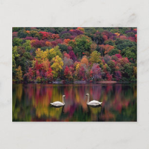 Swan Lake Briefkaart