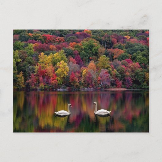 Swan Lake Briefkaart (Voorkant)