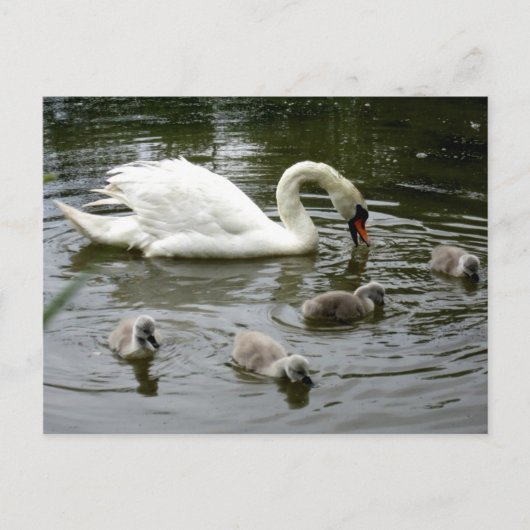 Swan Lake Briefkaart (Voorkant)