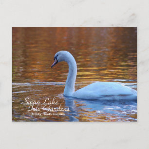 Swan Lake Iris Gardens Briefkaart