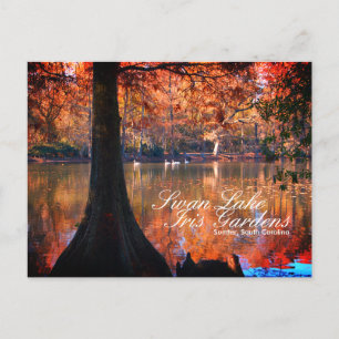 Swan Lake Iris Gardens Briefkaart
