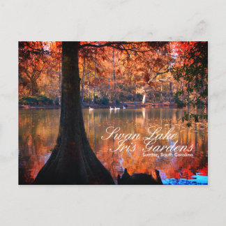 Swan Lake Iris Gardens Briefkaart