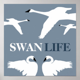 Swan Life, Elegant Swan Poster