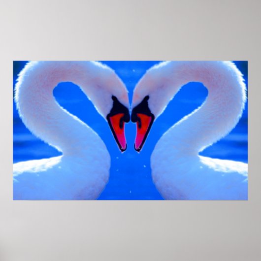 Swan Love, Romantic Heart Shaped Necks Poster (Voorkant)