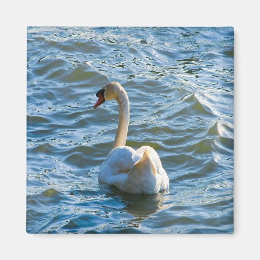 Swan Magneet (Voorkant)