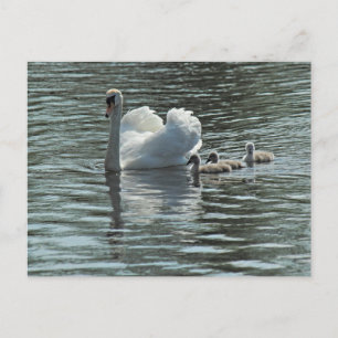 Swan met Cygnets Roath Park Lake, Cardiff, Wales. Briefkaart