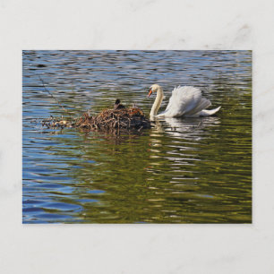 Swan met Euraziatische roet op zijn nesten Briefkaart