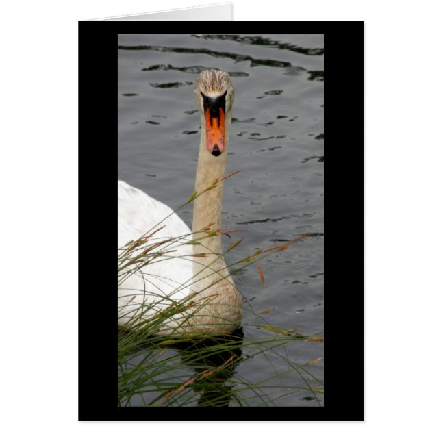 Swan met Reeds (Voorkant)