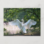 Swan met Wings Spread Briefkaart (Voorkant)