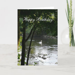 Swan on the River II - Birthday Kaart