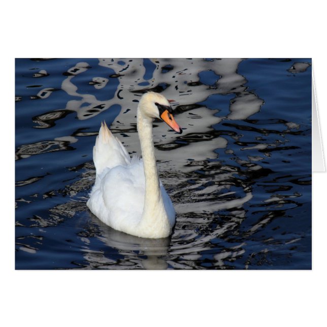 Swan op een meer (Voorkant Horizontaal)