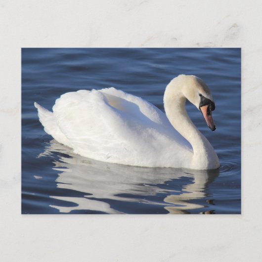 Swan op een meer briefkaart (Voorkant)