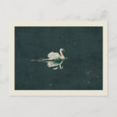 Swan op een meer briefkaart (Voorkant)