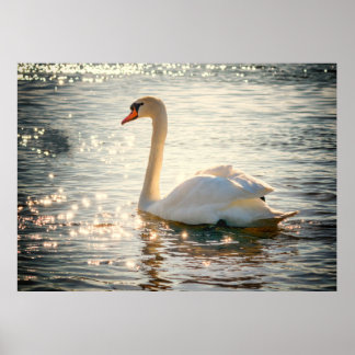 Swan Poster