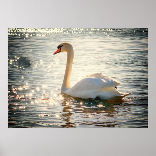 Swan Poster (Voorkant)