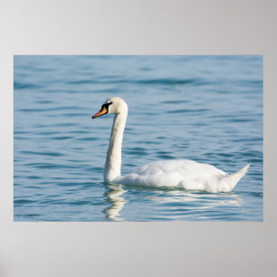Swan Poster