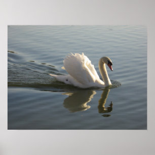 Swan Poster