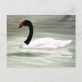 Swan-postkaart Briefkaart