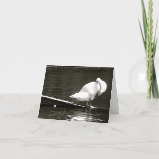 Swan Preening Note Kaart van Brad Hines (Voorkant)