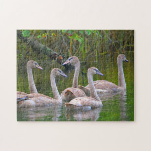 Swan Puzzle Legpuzzel