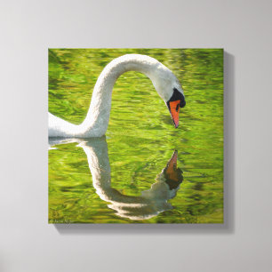 Swan Reflection Canvas Afdruk