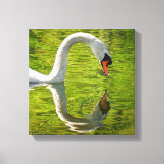 Swan Reflection Canvas Afdruk
