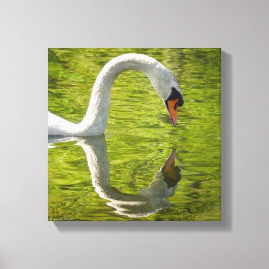 Swan Reflection Canvas Afdruk (Voorkant)