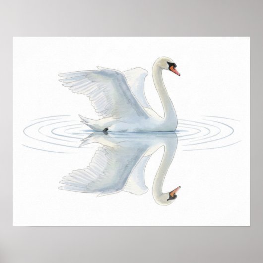 Swan Reflection Poster (Voorkant)
