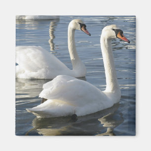 Swan Reflections Magnet Magneet