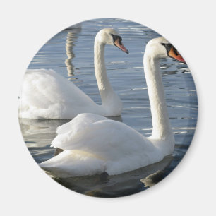 Swan Reflections Magnet Magneet