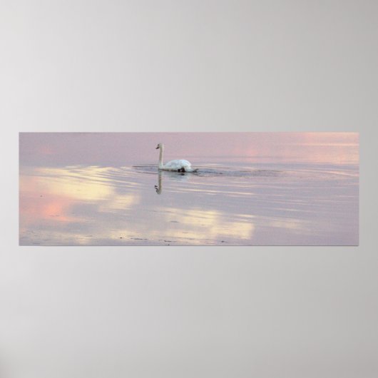 Swan Reflections Poster (Devant)