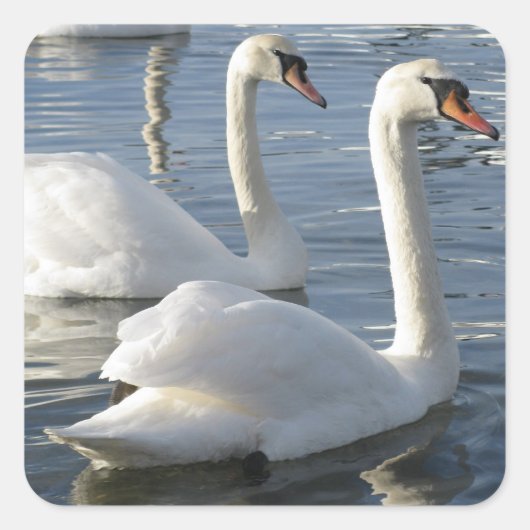 Swan Reflections Stickers (Voorkant)