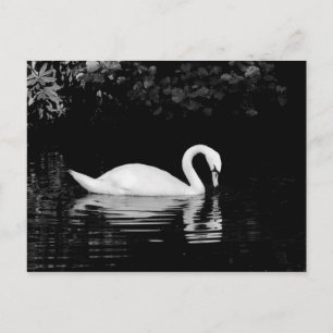 Swan, Roath Park, Cardiff. Briefkaart