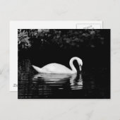 Swan, Roath Park, Cardiff. Briefkaart (Voorkant / Achterkant)